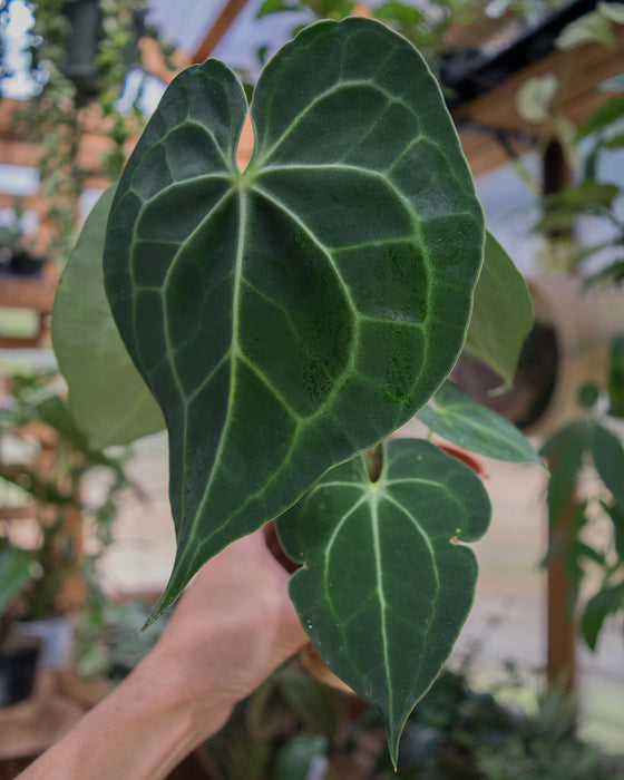 Anthurium Clarinervium - 4"