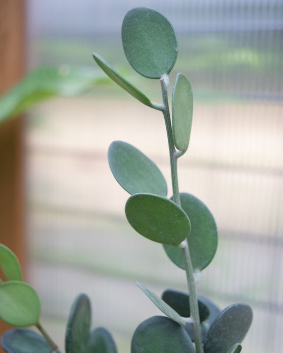 Xerosicyos Danguyi - 4"