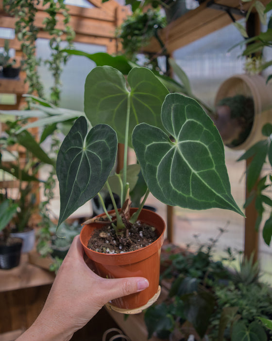 Anthurium Clarinervium - 4"