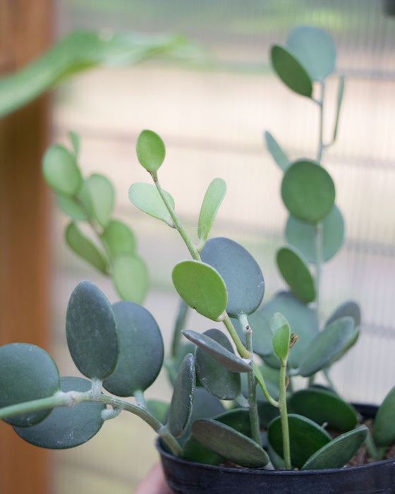 Xerosicyos Danguyi - 4"