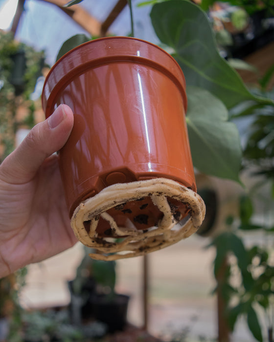 Anthurium Clarinervium - 4"