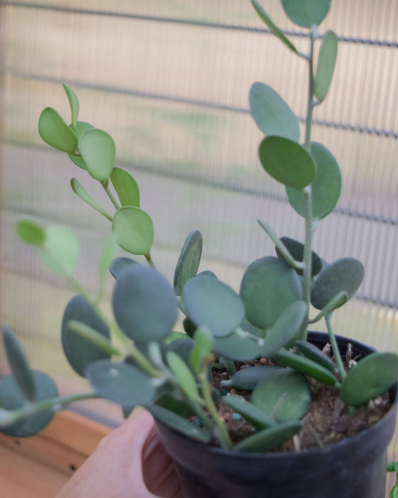 Xerosicyos Danguyi - 4"