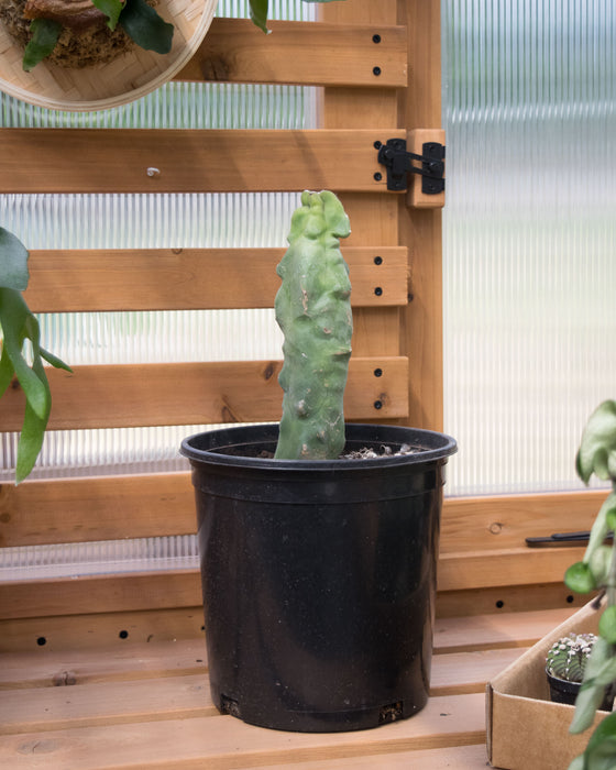 Lophocereus Schottii var. Monstrosus 'Totem Pole' - 8" (Pick Up Only)