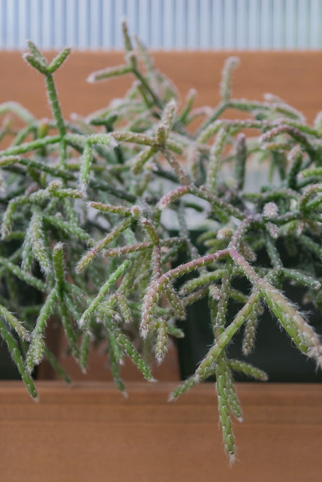 Rhipsalis 'Pilocarpa' (Hairy Stemmed) - 4" (SALE)