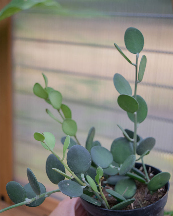 Xerosicyos Danguyi - 4"