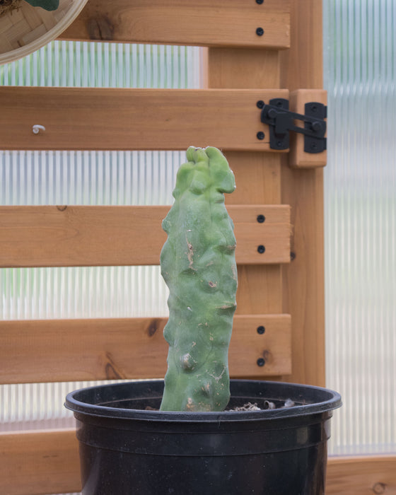 Lophocereus Schottii var. Monstrosus 'Totem Pole' - 8" (Pick Up Only)