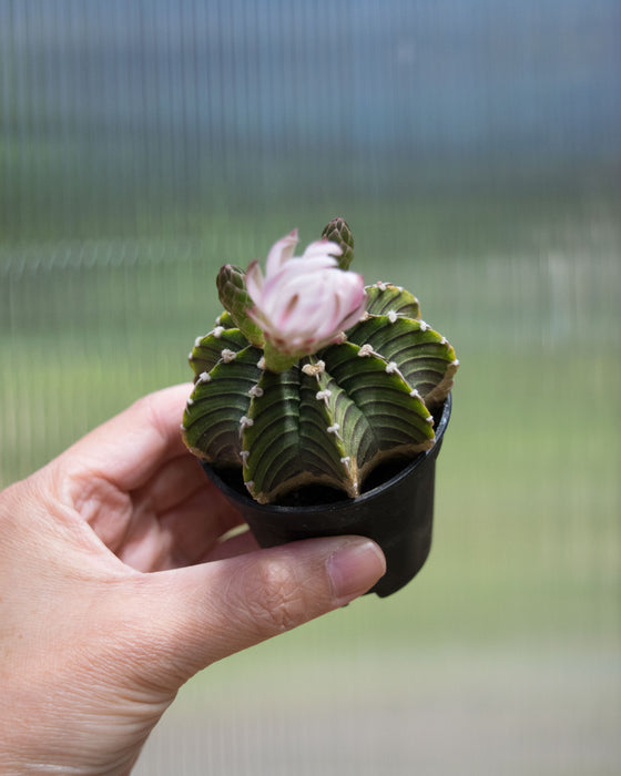 Gymnocalycium Friedrichii 'LB2178' - 2"
