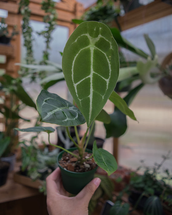 Anthurium Warocqueanum x Forgetii - 3"