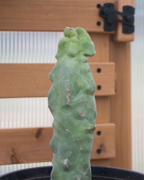 Lophocereus Schottii var. Monstrosus 'Totem Pole' - 8" (Pick Up Only)