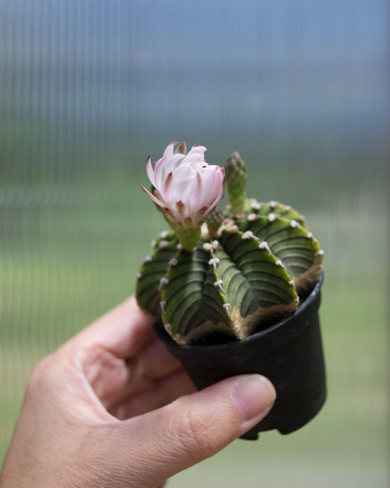 Gymnocalycium Friedrichii 'LB2178' - 2"