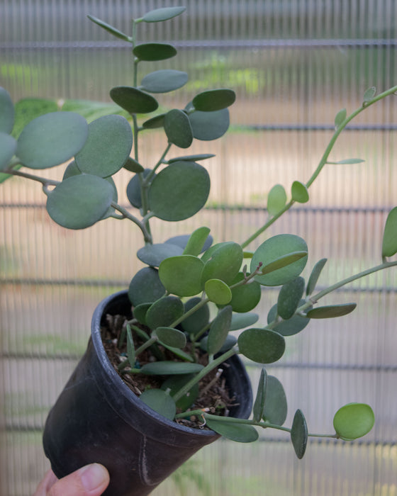 Xerosicyos Danguyi - 4"