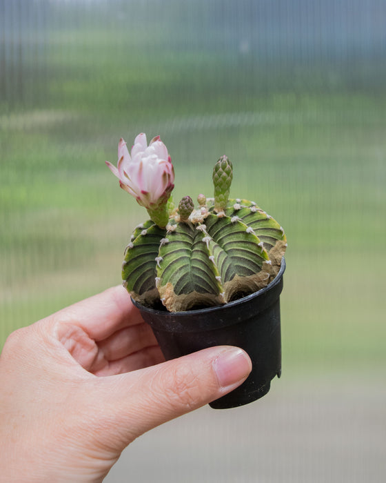 Gymnocalycium Friedrichii 'LB2178' - 2"