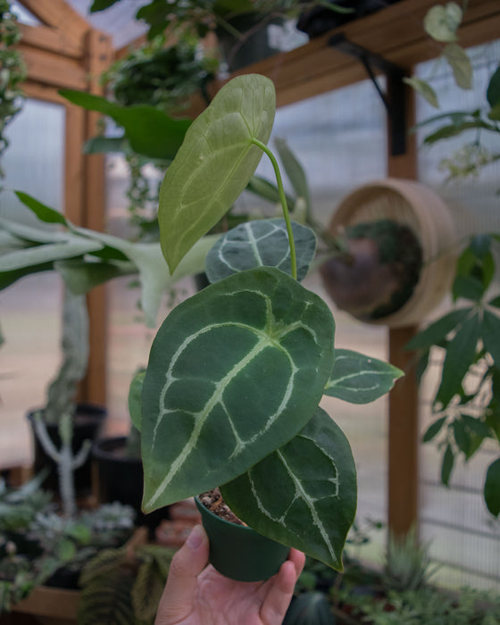 Anthurium Warocqueanum x Forgetii - 3"