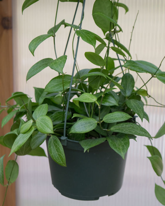 Hoya Fitchii - 6" (Pick Up Only)