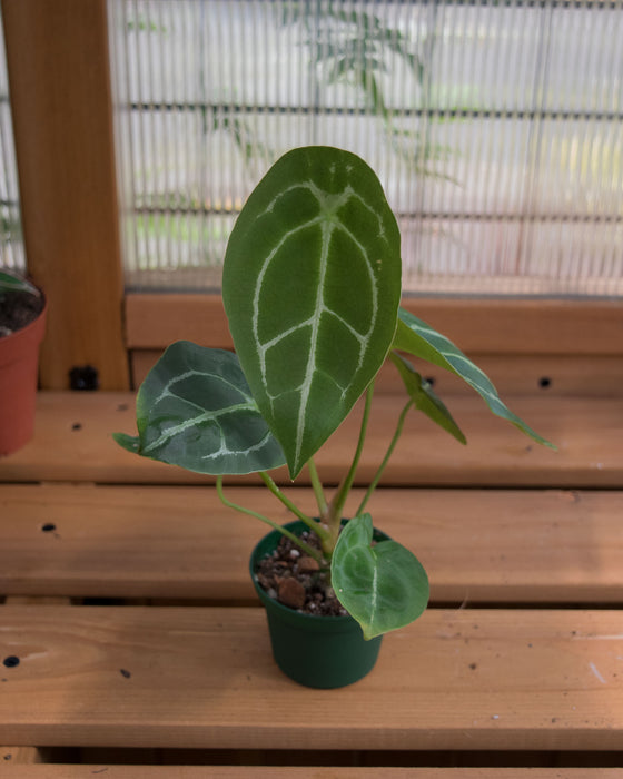 Anthurium Warocqueanum x Forgetii - 3"