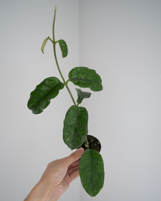 Hoya Villosa - 2"