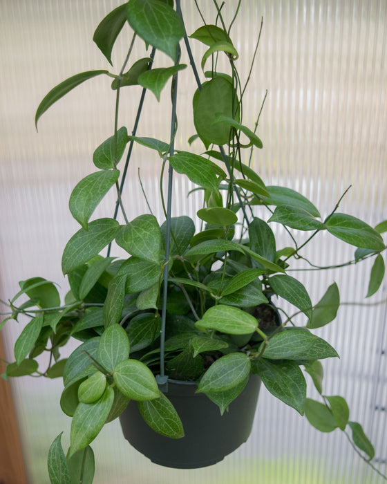 Hoya Fitchii - 6" (Pick Up Only)