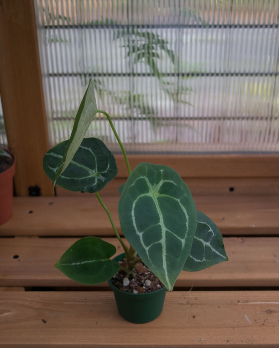 Anthurium Warocqueanum x Forgetii - 3"