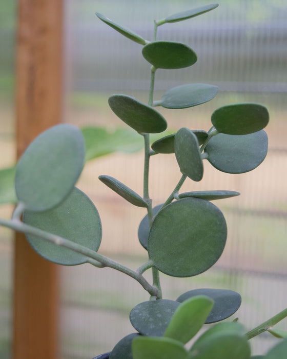 Xerosicyos Danguyi - 4"