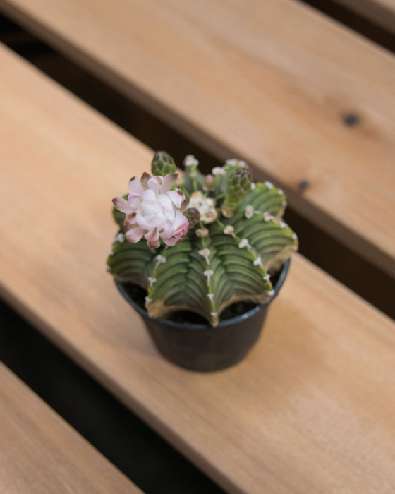 Gymnocalycium Friedrichii 'LB2178' - 2"