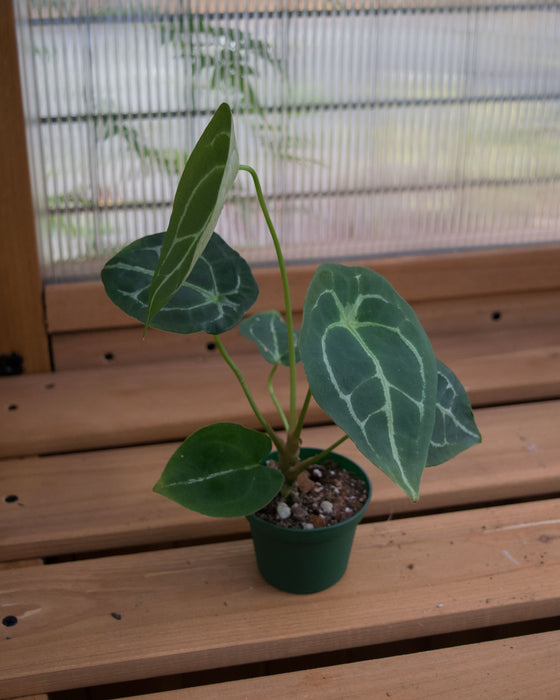 Anthurium Warocqueanum x Forgetii - 3"