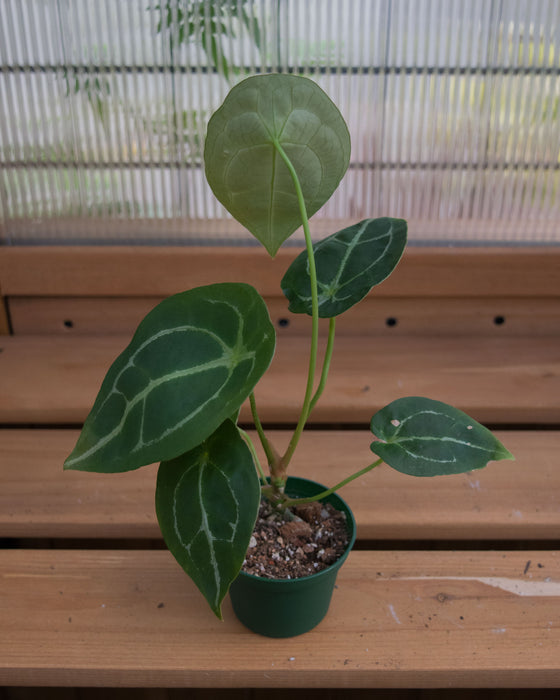 Anthurium Warocqueanum x Forgetii - 3"