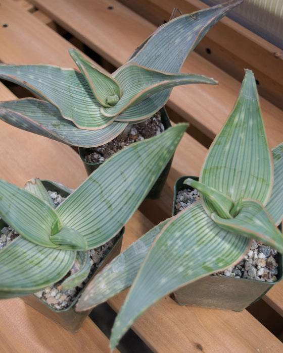 Aloe Karasbergensis 'Coral Aloe' - 4"