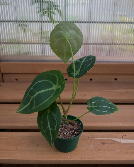 Anthurium Warocqueanum x Forgetii - 3"