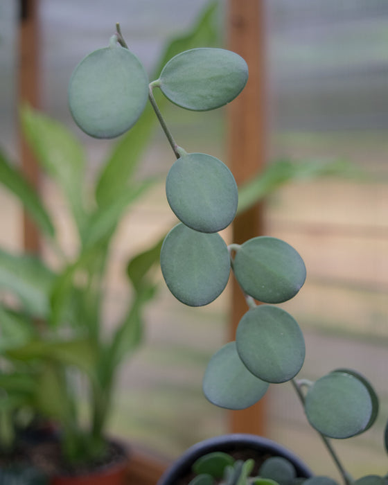 Xerosicyos Danguyi - 4"