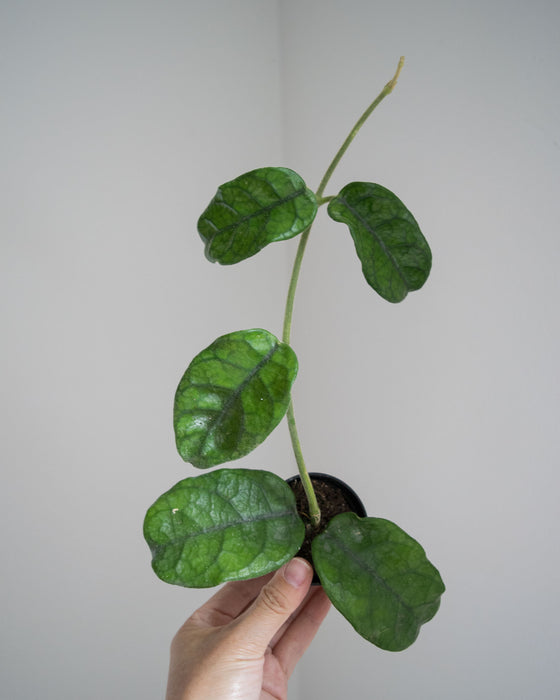 Hoya Villosa - 2"