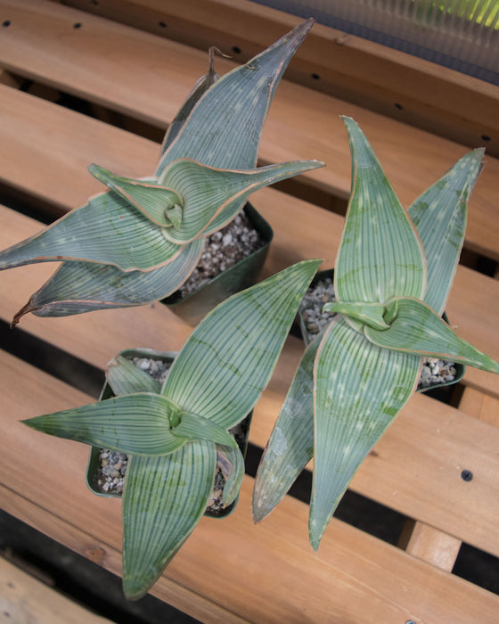 Aloe Karasbergensis 'Coral Aloe' - 4"