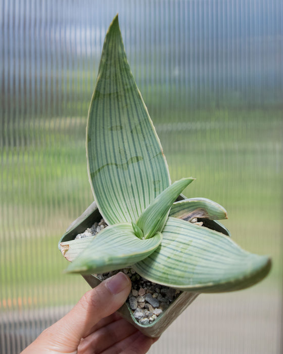 Aloe Karasbergensis 'Coral Aloe' - 4"