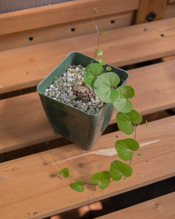 Dioscorea Elephantipes - 4"