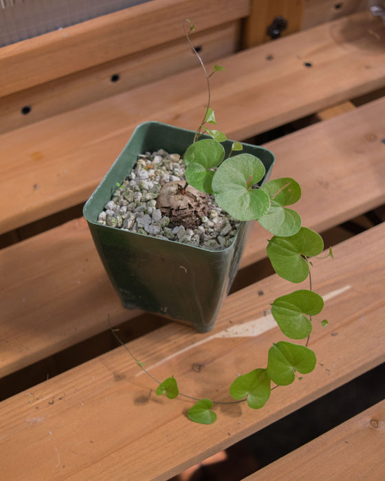 Dioscorea Elephantipes - 4"