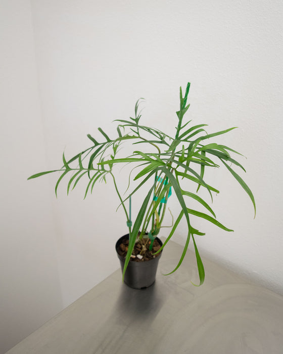 Philodendron Polypodioides - 4" (Pick Up Only)