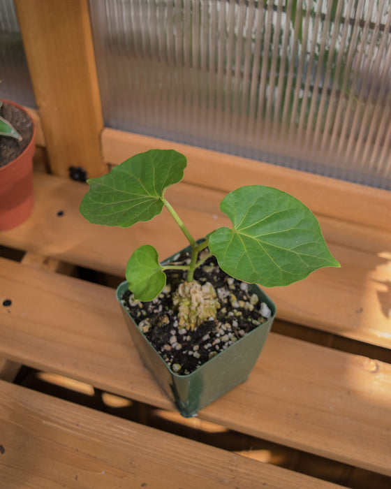 Matelea Cyclophylla - 4"