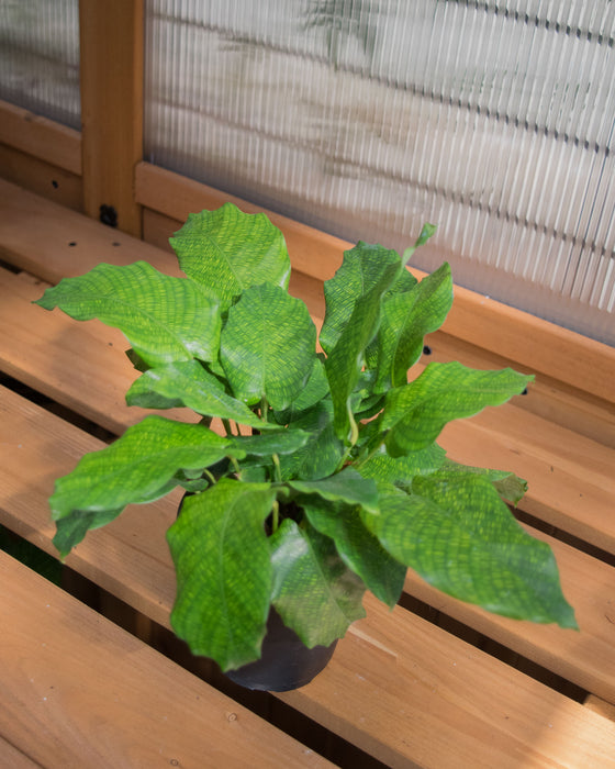 Calathea Musaica - 4"