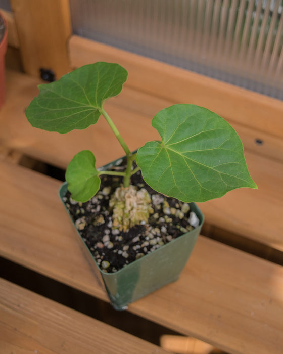 Matelea Cyclophylla - 4"