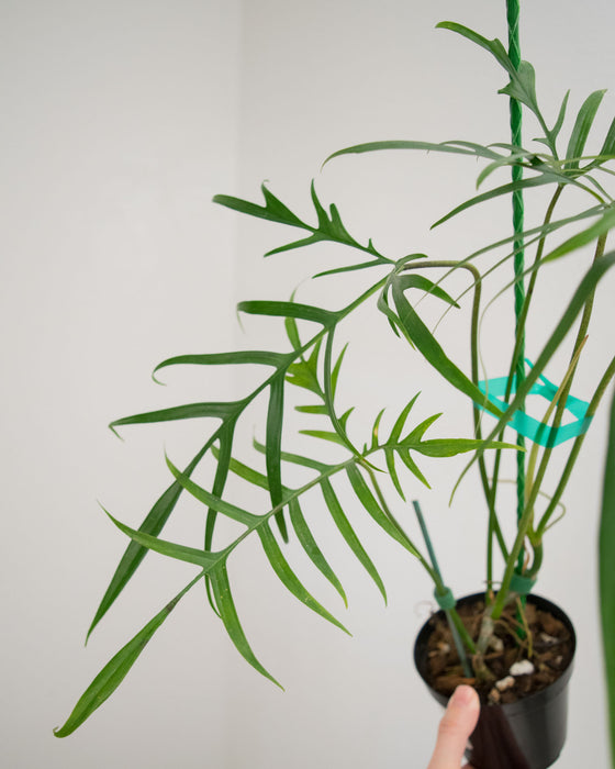 Philodendron Polypodioides - 4" (Pick Up Only)