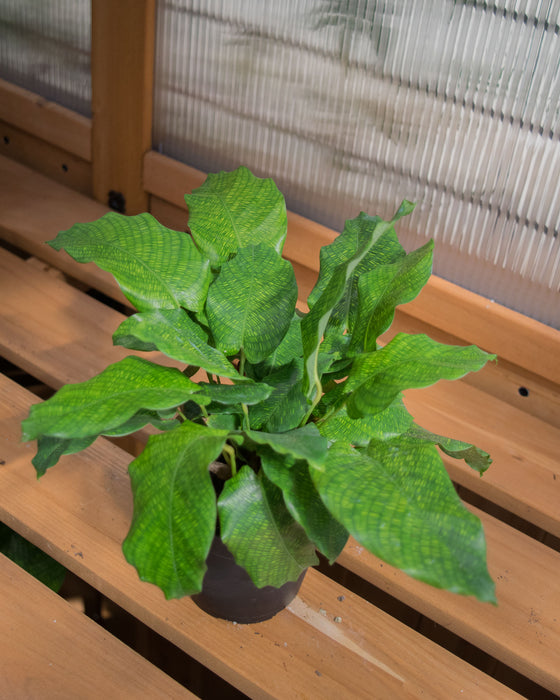 Calathea Musaica - 4"