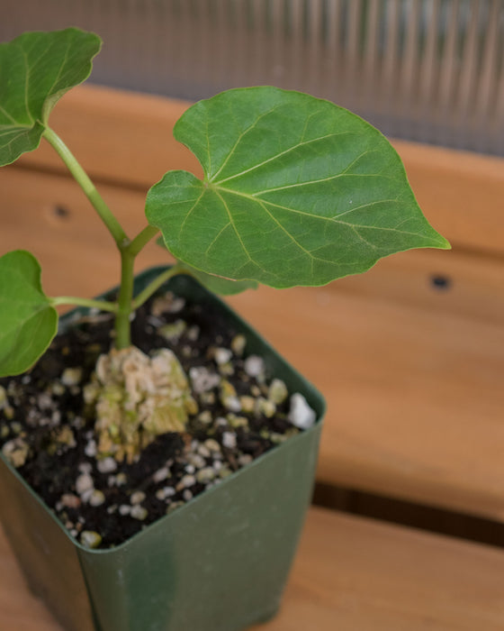 Matelea Cyclophylla - 4"