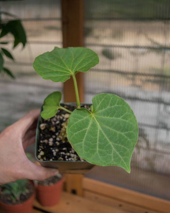 Matelea Cyclophylla - 4"