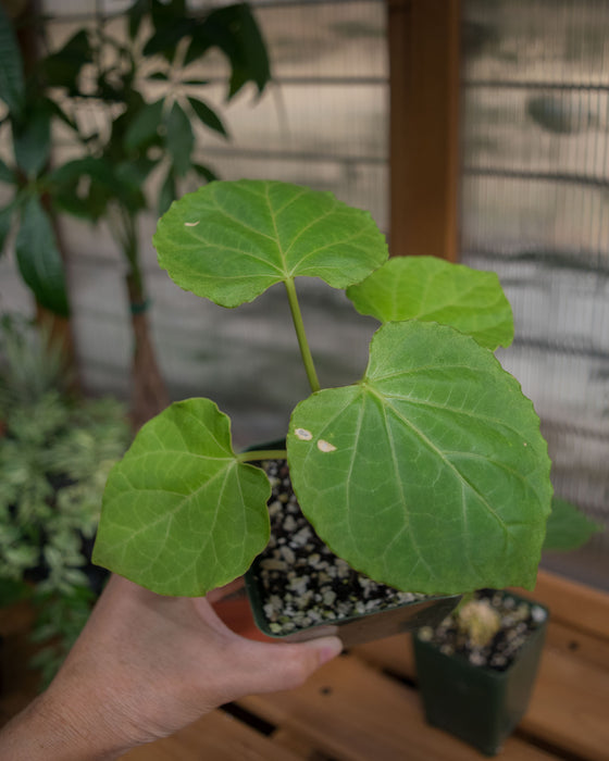 Matelea Cyclophylla - 4"