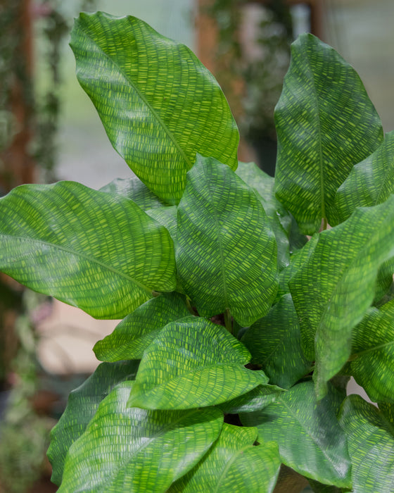 Calathea Musaica - 4"