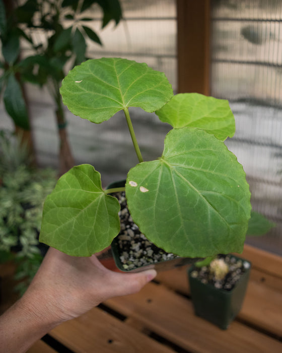 Matelea Cyclophylla - 4"