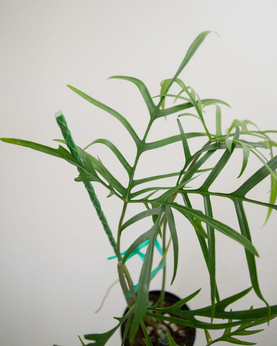 Philodendron Polypodioides - 4" (Pick Up Only)