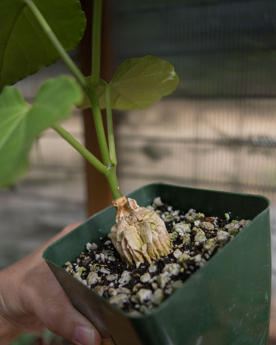 Matelea Cyclophylla - 4"