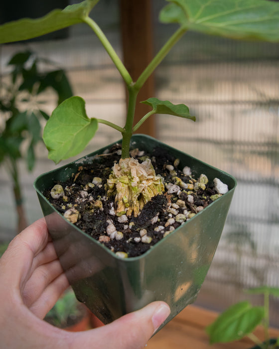 Matelea Cyclophylla - 4"