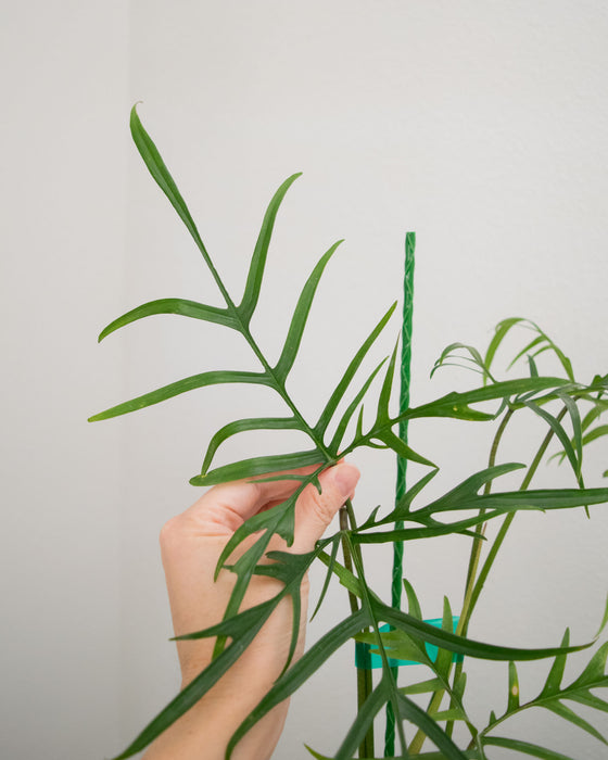 Philodendron Polypodioides - 4" (Pick Up Only)