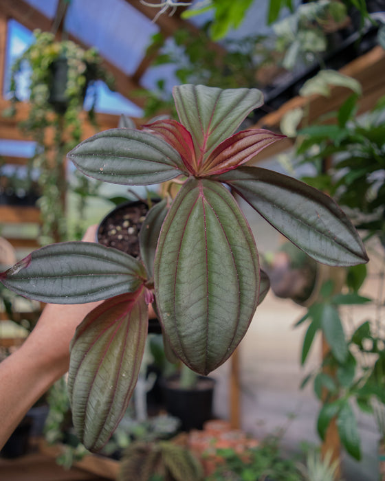 Medinilla 'Gregori Hambali' - 4"